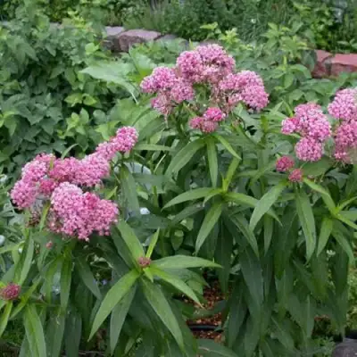 Ваточник МЯСО-КРАСНЫЙ в Пинске