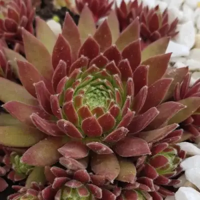 Молодило ЛЮФТШПРУНГ в Пинске