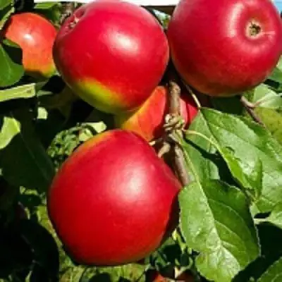 Яблоня РЕДФРИ в Пинске