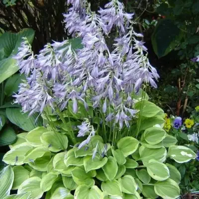 Хоста ГОЛДЕН ТИАРА в Пинске