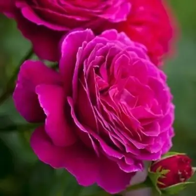 Роза МАЛИНОВЫЙ ЗВОН чайно-гибридная в Пинске