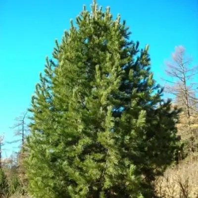 Сосна кедровая сибирская в Пинске