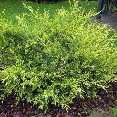 Можжевельник КУРИВАО ГОЛД китайский в Пинске