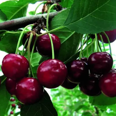 Дюк ЖИВИЦА (ЧЕРЕВИШНЯ) в Пинске