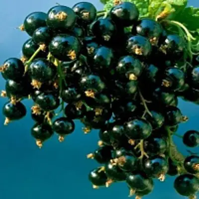 Смородина чёрная ИЗЮМНАЯ в Пинске