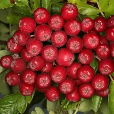 Рябина РУБИНОВАЯ сладкоплодная в Пинске