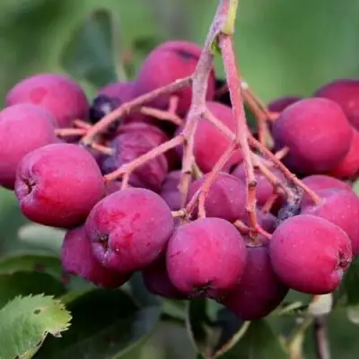 Рябина ДЕСЕРТНАЯ МИЧУРИНА сладкоплодная в Пинске