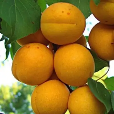 Абрикос ОНТАРИО в Пинске