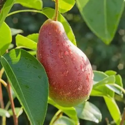 Груша ЯКОВЛЕВСКАЯ в Пинске