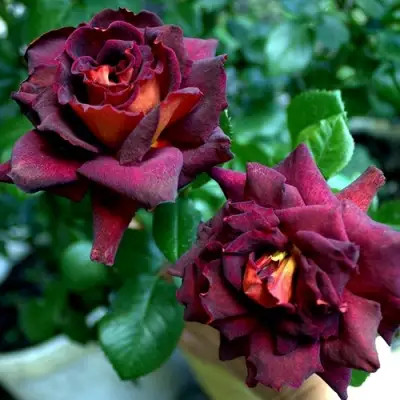 Роза ЭДДИ МИТЧЕЛЛ чайно-гибридная в Пинске