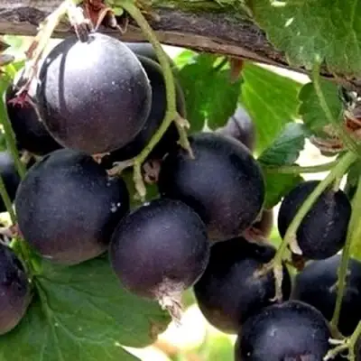 ЙОШТА в Пинске