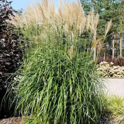 Мискантус ВАНИЛЛА СКАЙ китайский в Пинске