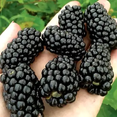 Ежевика ПРАЙМ АРК ФРИДОМ ремонтантная  в Пинске