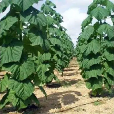 Павловния ПАО ТОГН Z07 в Пинске