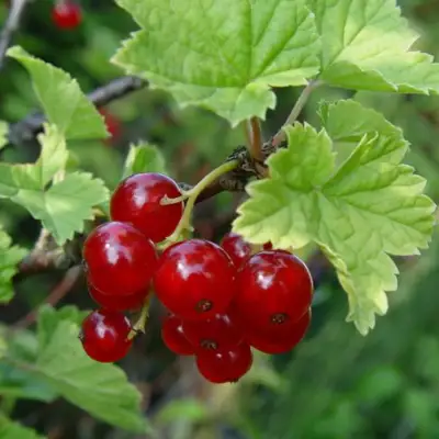 Смородина альпийская ШМИДТ в Пинске