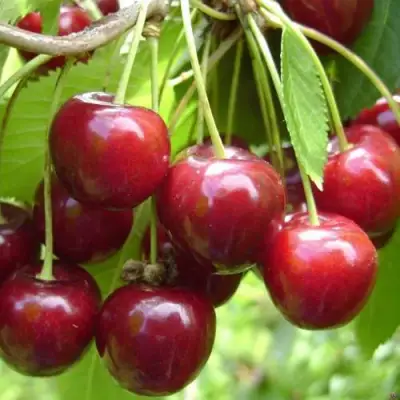 Черешня СИНЯВСКАЯ в Пинске