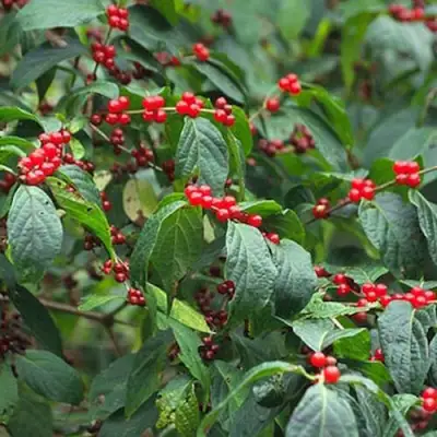 Жимолость МААКА в Пинске