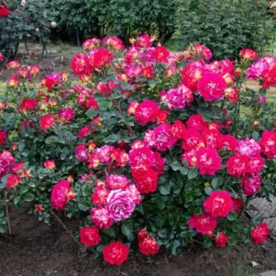 Роза БРЕРА флорибунда в Пинске