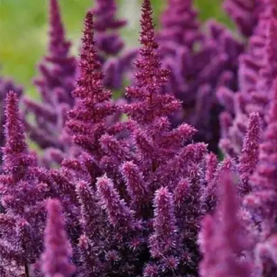 Астильба ПЕПЛ РЕЙН гибридная в Пинске