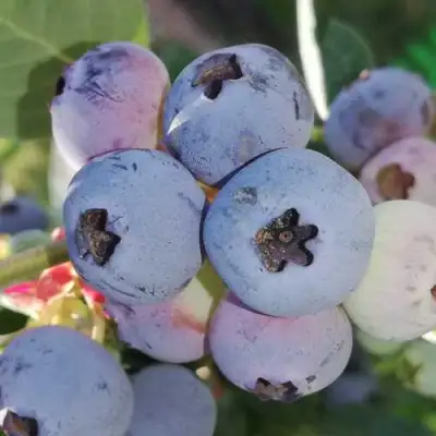 Голубика ХАРРИСОН в Пинске