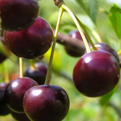 Вишня ЛИВЕНСКАЯ в Пинске