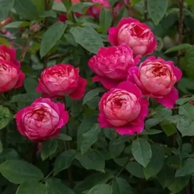 Роза БЕНДЖАМИН БРИТТЕН шраб в Пинске