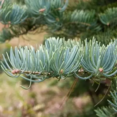 Пихта КОНКОЛОР в Пинске