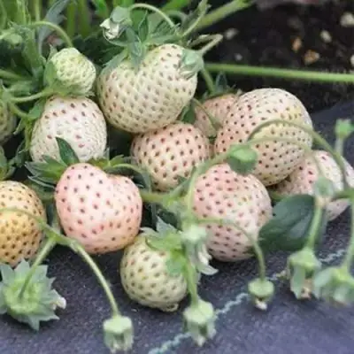 Клубника АНАНАСА ремонтантная в Пинске