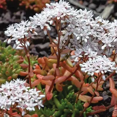 Очиток (седум) КОРАЛ КАРПЕТ белый в Пинске