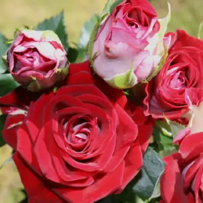 Роза РУБИ СТАР спрей в Пинске