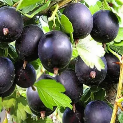 Крыжовник ЧЕРНОМОР в Пинске