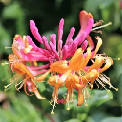 Жимолость ГЕКРОТА в Пинске