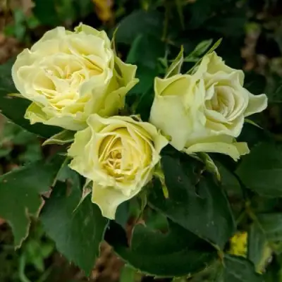 Роза ЛУВИАНА спрей в Пинске