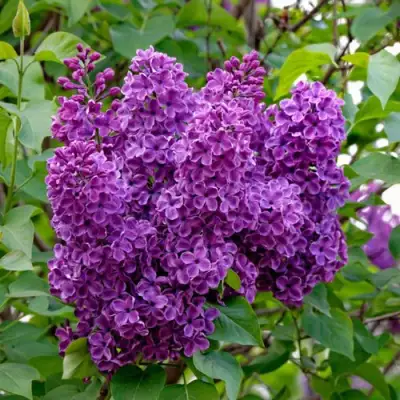 Сирень СУМЕРКИ в Пинске