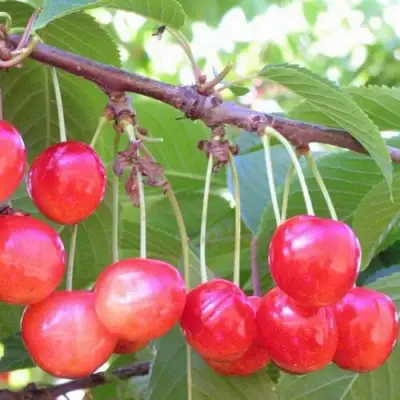 Черешня НАСЛАЖДЕНИЕ в Пинске