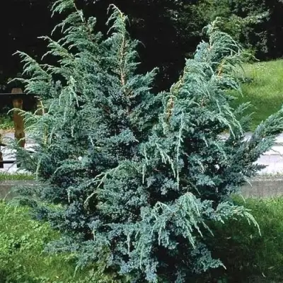 Можжевельник БЛЮ АЛЬПС китайский  в Пинске