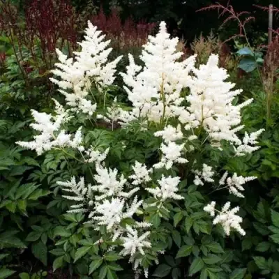 Астильба ДОЙЧЛАНД японская в Пинске