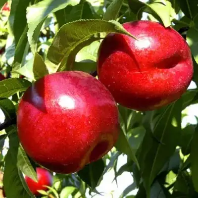 Нектарин ХАРКО в Пинске