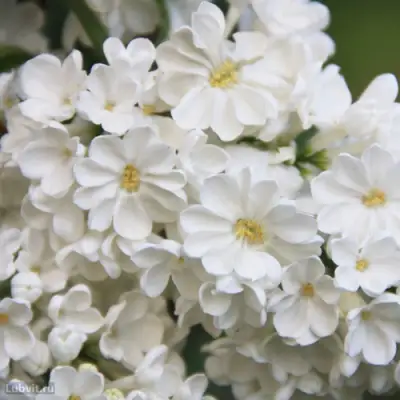 Сирень РОЧЕСТЕР в Пинске