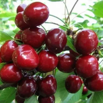 Черешня ГРОНКАВАЯ в Пинске