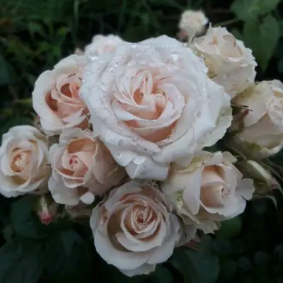 Роза ЯНА спрей в Пинске