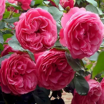 Роза ЛЕОНАРДО ДА ВИНЧИ флорибунда в Пинске