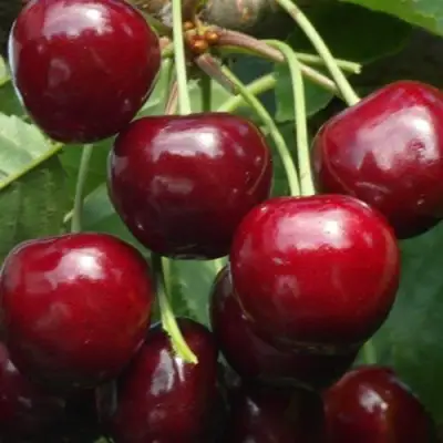 Черешня ГРОНКАВАЯ в Пинске