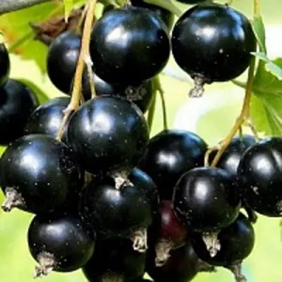 Смородина чёрная СОКРОВИЩЕ в Пинске