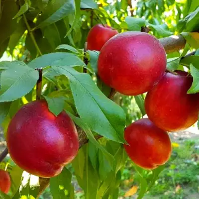 Нектарин НЕКТАРЕД-4 в Пинске