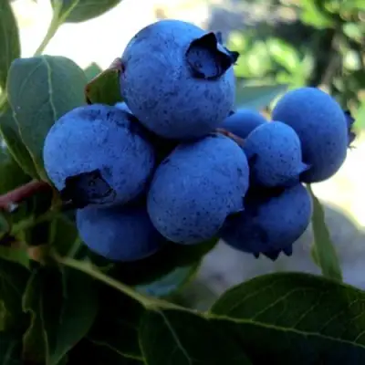 Голубика ДЖЕРСИ в Пинске