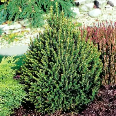 Ель КОМПАКТА обыкновенная в Пинске