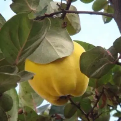 Айва АКАДЕМИЧЕСКАЯ в Пинске