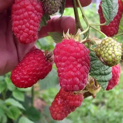 Малина МАРОСЕЙКА в Пинске