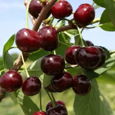 Вишня ГРИОТ БЕЛОРУССКИЙ в Пинске